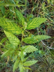 Croton bonplandianus