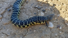 Hierophis viridiflavus