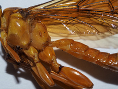 Theronia