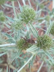 Rhynocoris erythropus