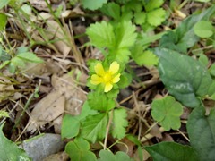 Potentilla