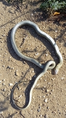 Hierophis viridiflavus