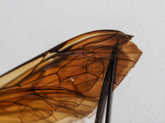 Theronia