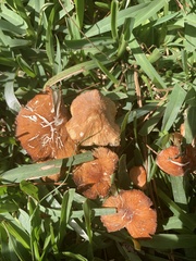 Omphalotus subilludens