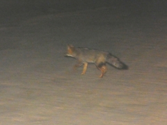 Lycalopex gymnocercus