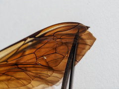 Theronia
