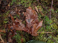 Rhytisma punctatum