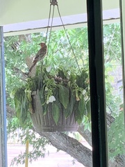 Haemorhous mexicanus