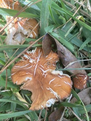 Omphalotus subilludens