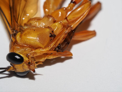 Theronia