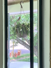 Haemorhous mexicanus