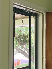 Haemorhous mexicanus