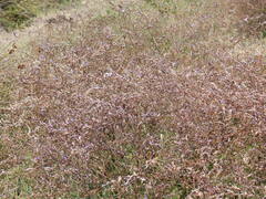 Limonium vulgare