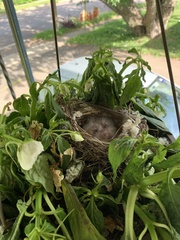 Haemorhous mexicanus