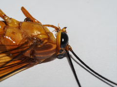 Theronia