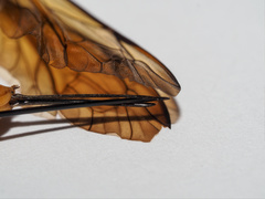 Theronia
