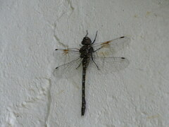 Gomphaeschna antilope