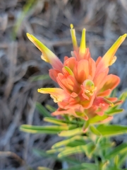 Castilleja lindheimeri