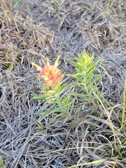 Castilleja lindheimeri