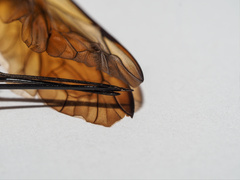 Theronia