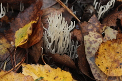 Lentaria epichnoa