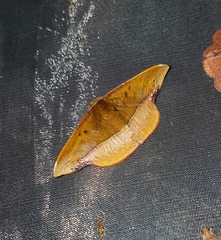Fascellina clausaria