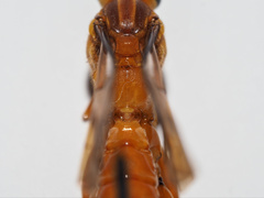 Theronia