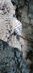 Drymaeus poecilus