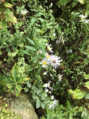 Symphyotrichum puniceum