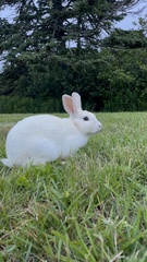 Oryctolagus cuniculus domesticus