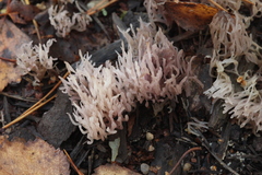 Lentaria epichnoa