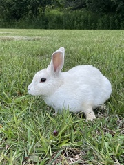 Oryctolagus cuniculus domesticus