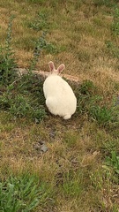 Oryctolagus cuniculus domesticus