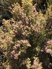 Erica hispidula