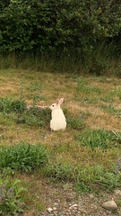 Oryctolagus cuniculus domesticus