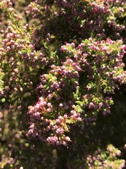 Erica hispidula