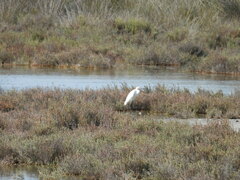 Egretta garzetta