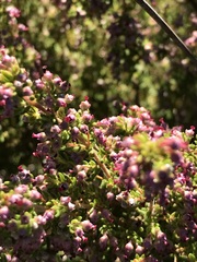 Erica hispidula