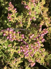 Erica hispidula