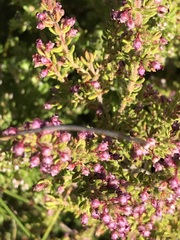 Erica hispidula