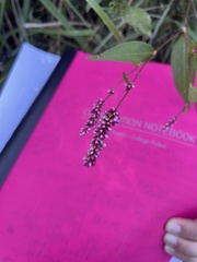 Persicaria longiseta