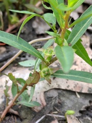Ludwigia polycarpa