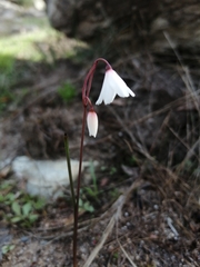 Acis autumnalis