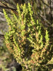 Erica axillaris