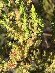 Erica axillaris