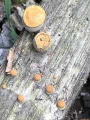 Nectria cinnabarina