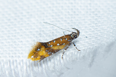 Promalactis densidentalis
