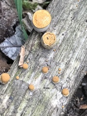 Nectria cinnabarina