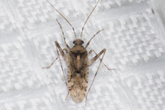 Phytocoris carnosulus