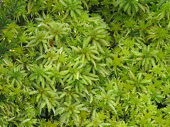 Sphagnum